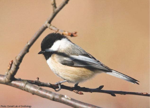 chickadee food winter